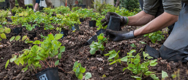 Hortikultur