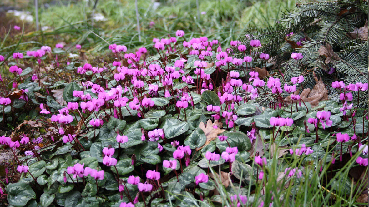 Alpenveilchen (Cyclamen coum)