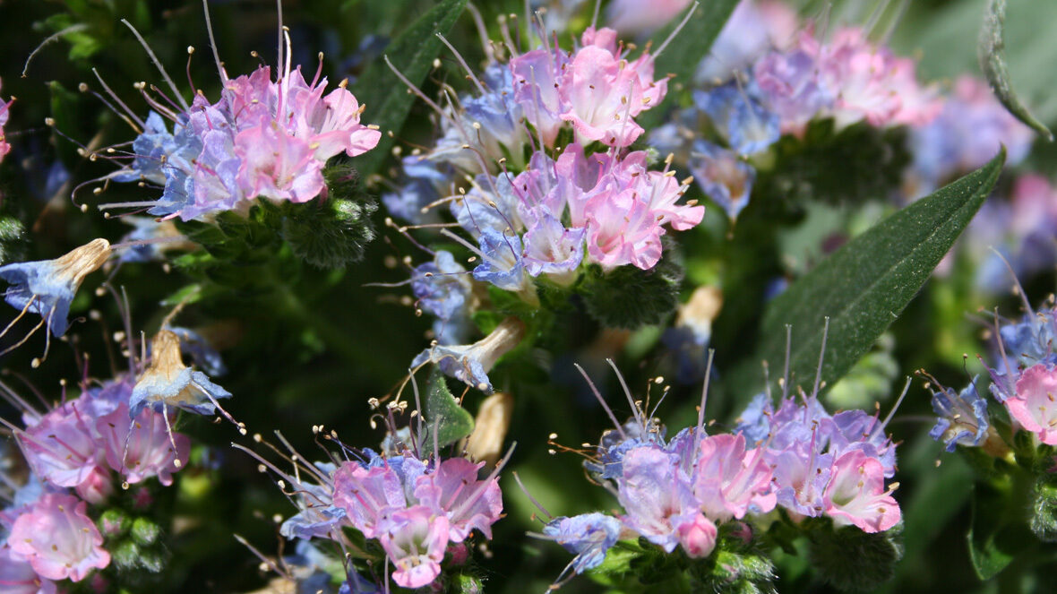 Natternkopf (Echium Wildpretti)