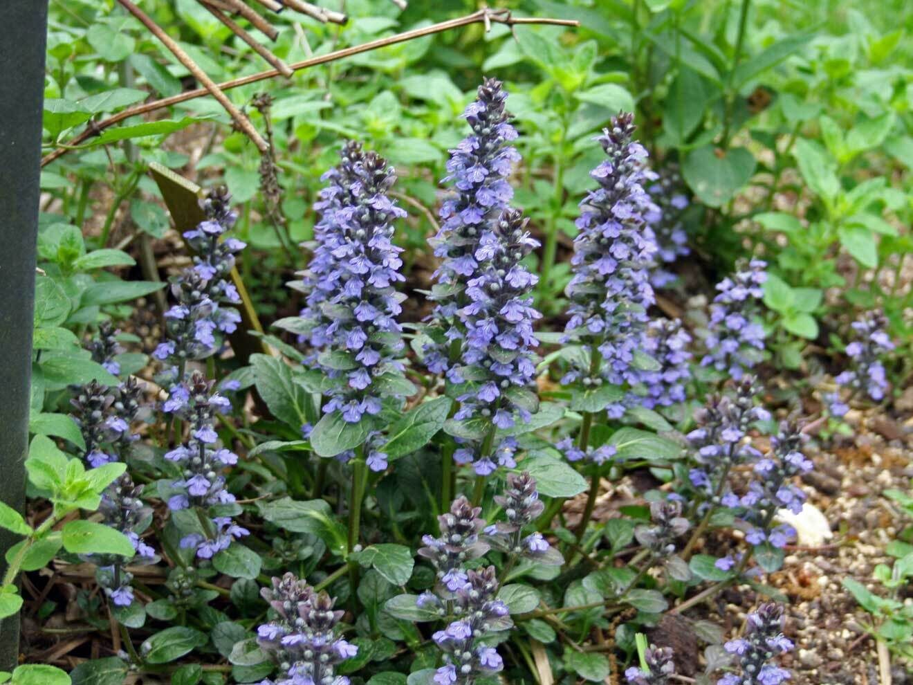 Ajuga reptans