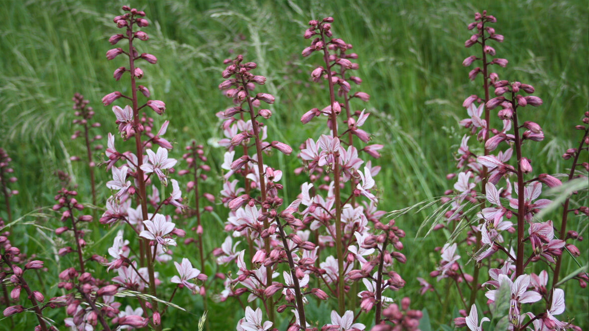 Dictamnus albus