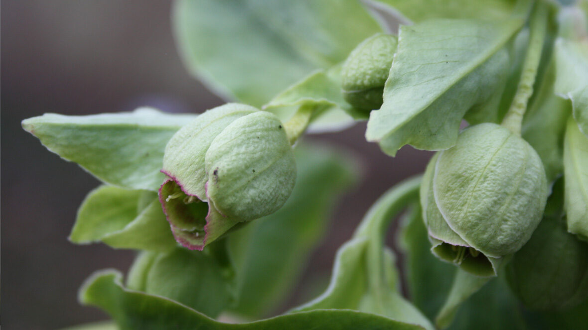 Blüten von Helleborus foetidus