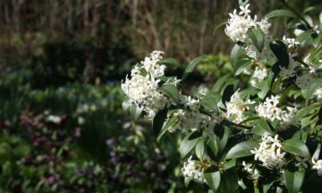 Osmanthus x burkwoodii 5 3 1320x792