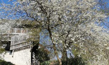 Baumbluehend 4zu6 880x1320