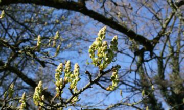 Liquidambar 5 3 1320x792