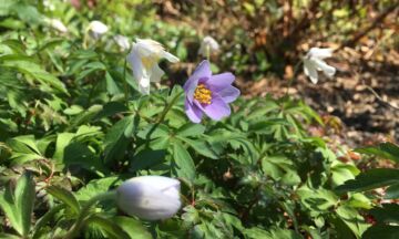 A nemorosa 1320x792