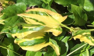 Arum 5 3 1320x792