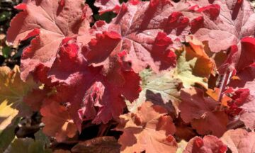 Heuchera 5 3 1320x792