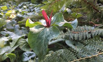 Trillium 5 3 1320x792