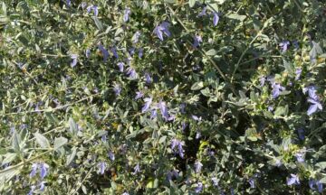 Teucrium sro 5 3 1320x792