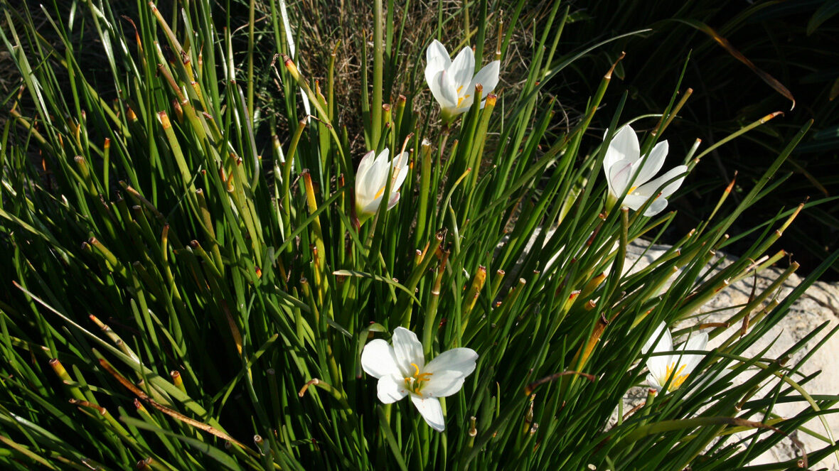 Zephirblume (Zephyranthes candida)