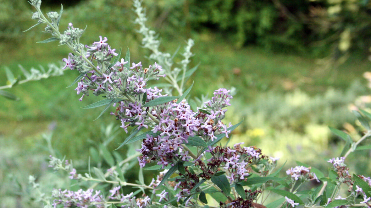 Flieder (Buddleja x pikei 'Hever')