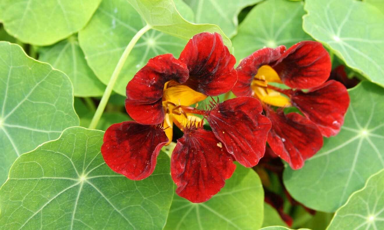 Kapuzinerkresse (Tropaeolum majus 'König Theodor')