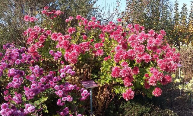 Bild der Woche