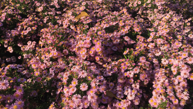 Der violette Wahnsinn