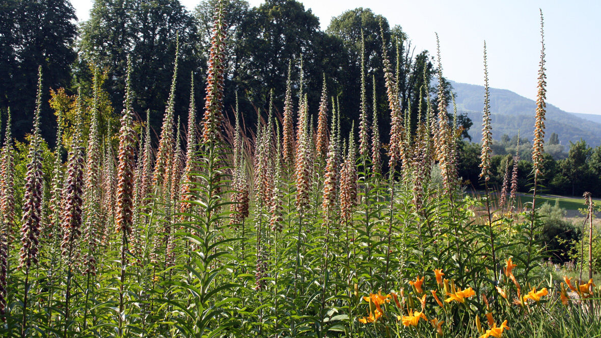 Rostfarbiger Fingerhut (Digitalis ferruginea)