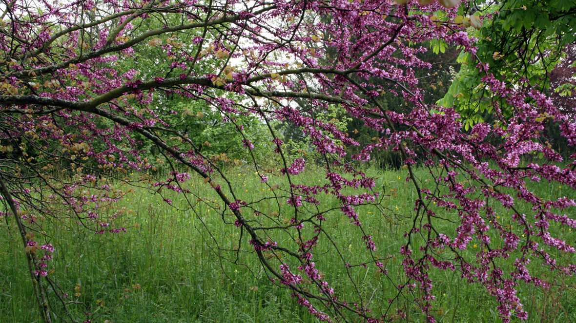 Gemeiner Judasbaum (Cercis siliquastrum)