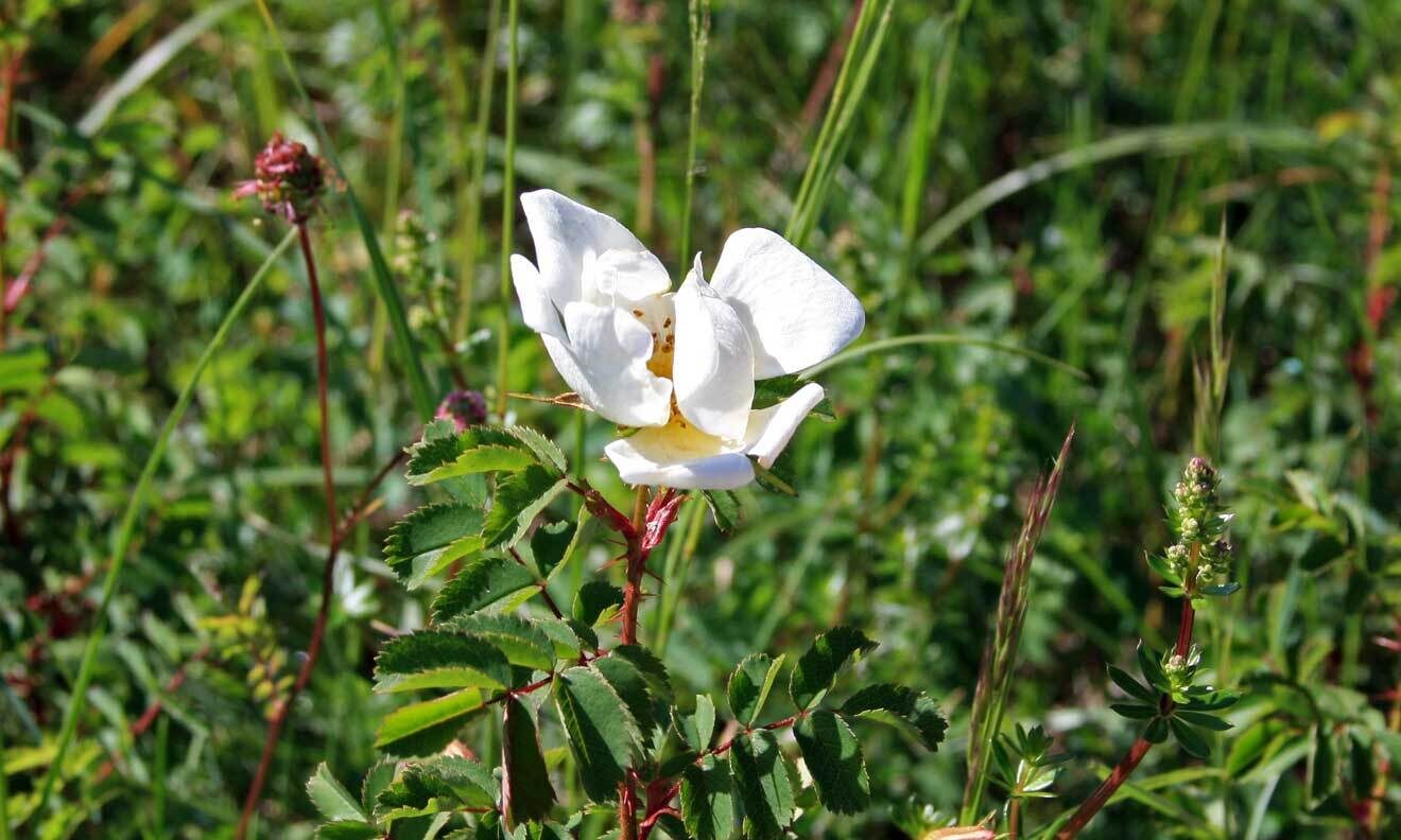 Wildrose