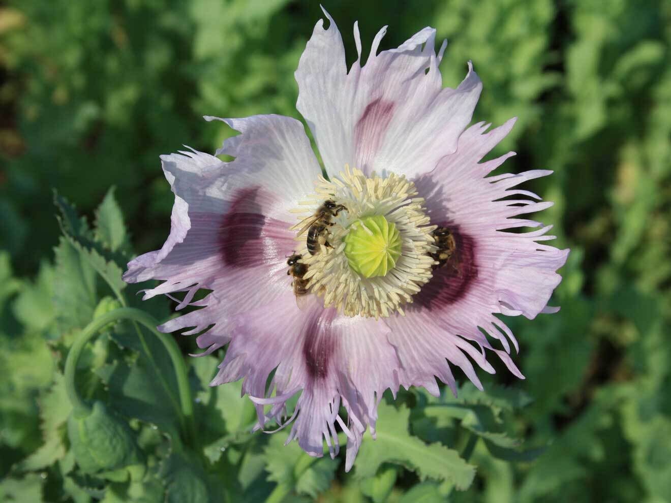Papaver somniferum