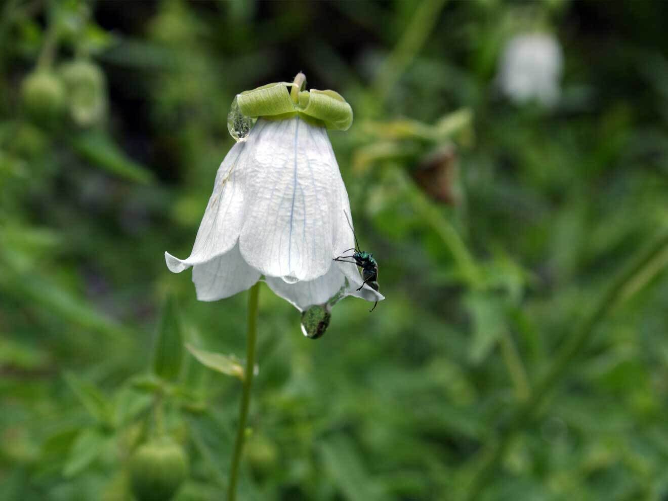 Codonopsis clematidea (zu finden im Asterhügel, nicht auf Spazierroute)
