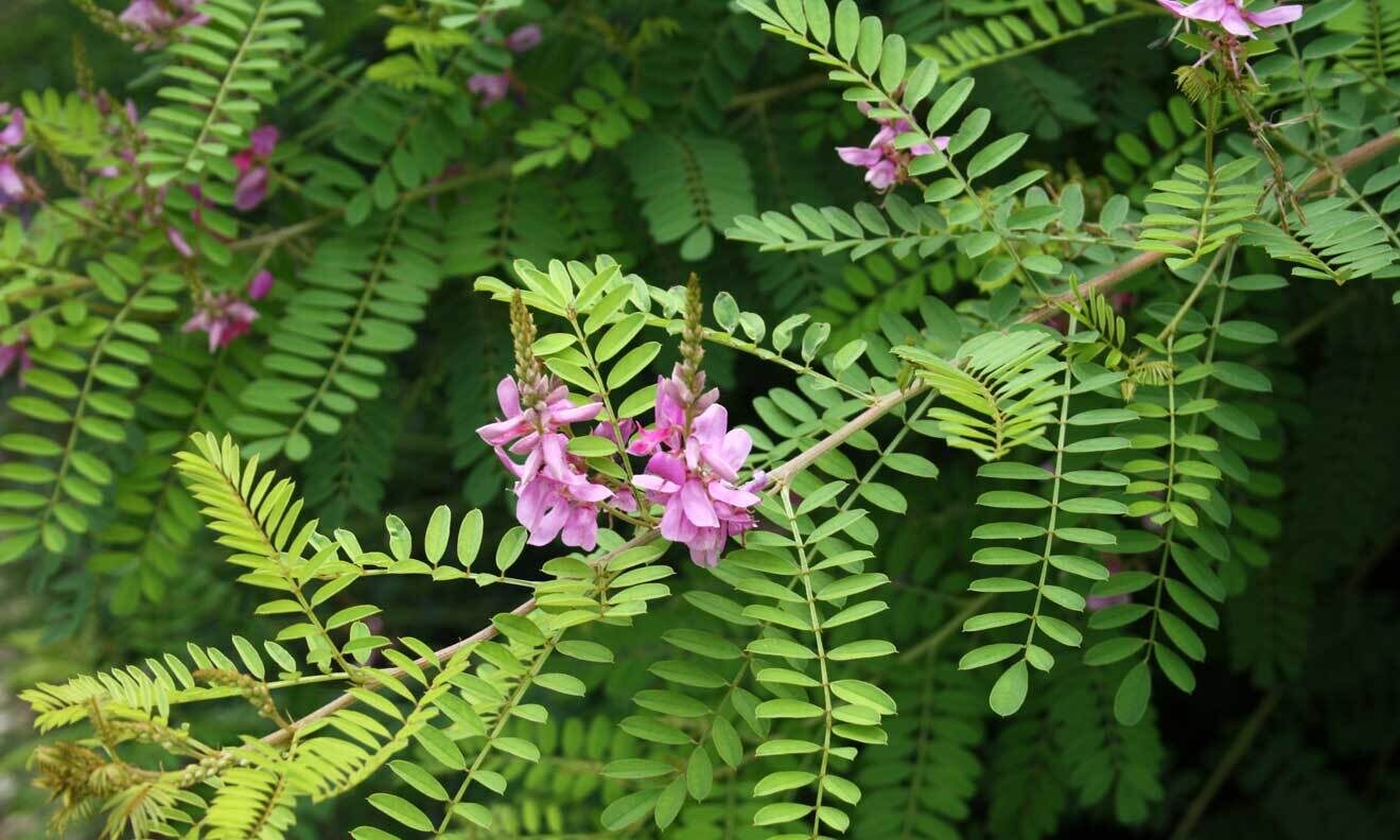 Himalaya-Indigostrauch (Indigofera heterantha)