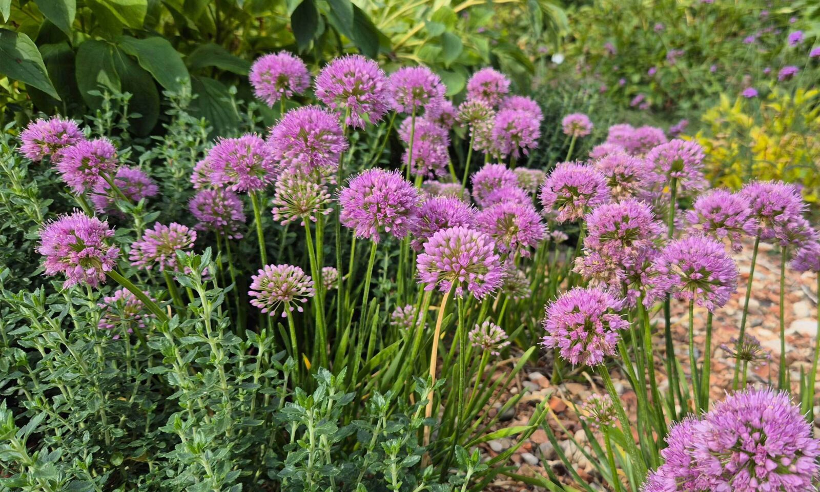 Allium 'Millenium'
