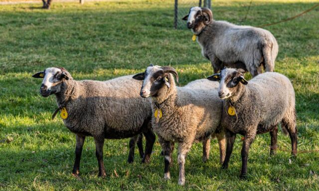 Pflanze des Monats: Bündner Oberländer Schaf