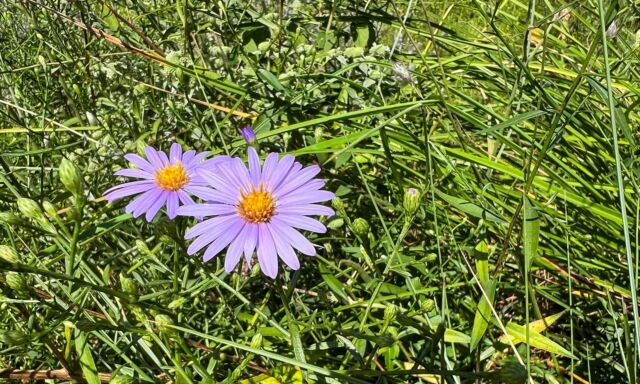 Pflanze des Monats: Prairie-Aster