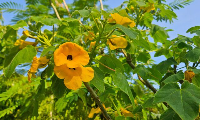  Pflanze des Monats: Schildblatt-Uncarina 