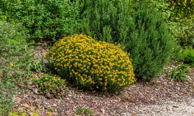  Pflanze des Monats: Spanischer Ginster 