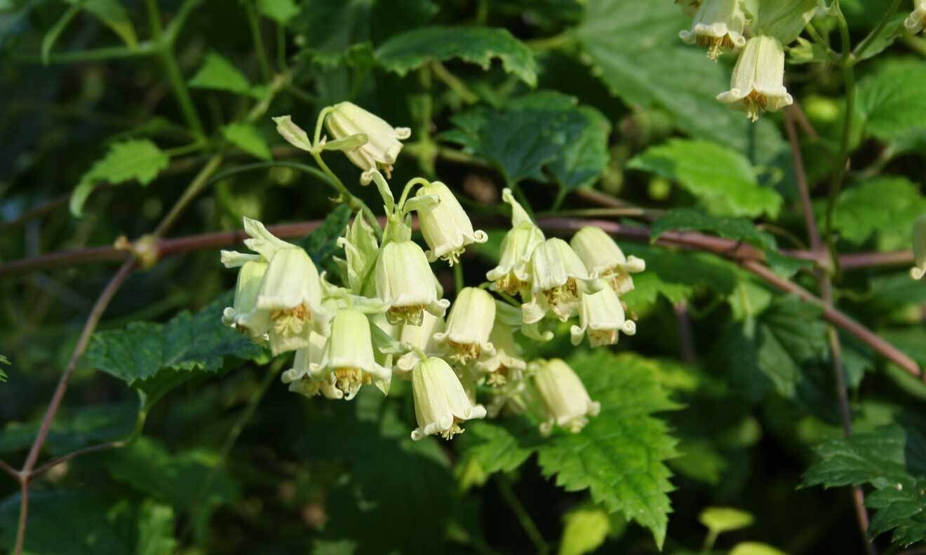 Rehders Waldrebe (Clematis rehderiana)