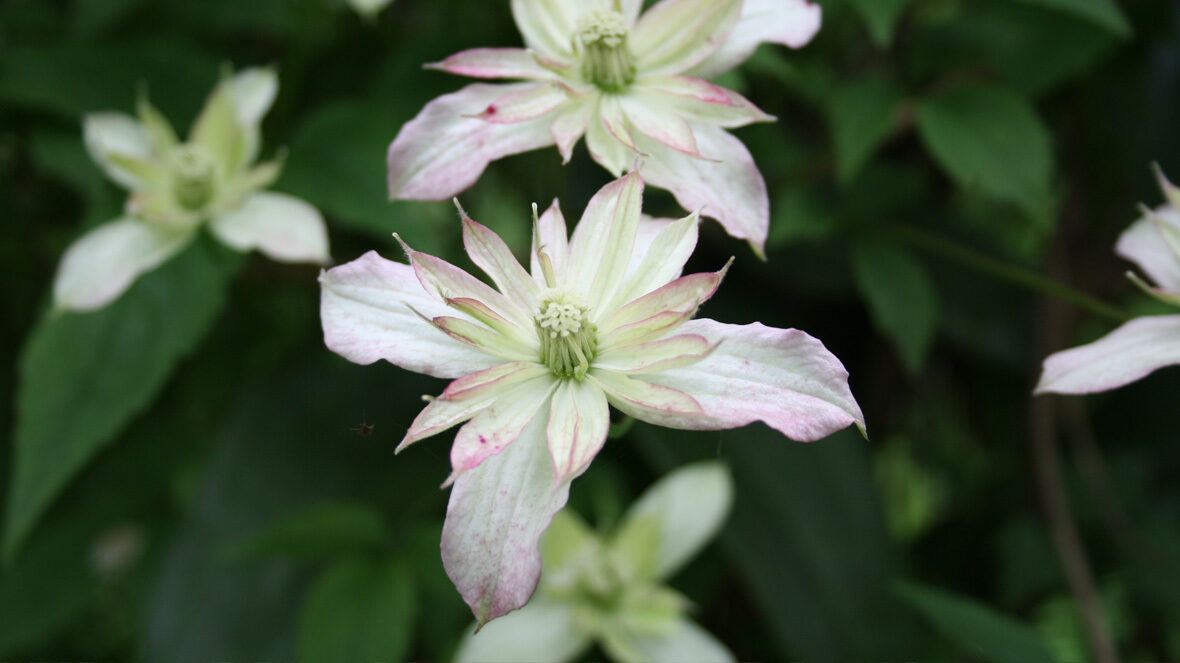 Clematis montana 'Marjorie'