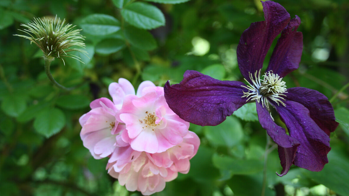 Rose 'Apple Blossom' und Clematis 'Warszawska Nike'