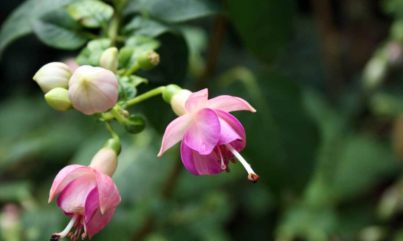 Fuchsie (Fuchsia 'Bon Accord')