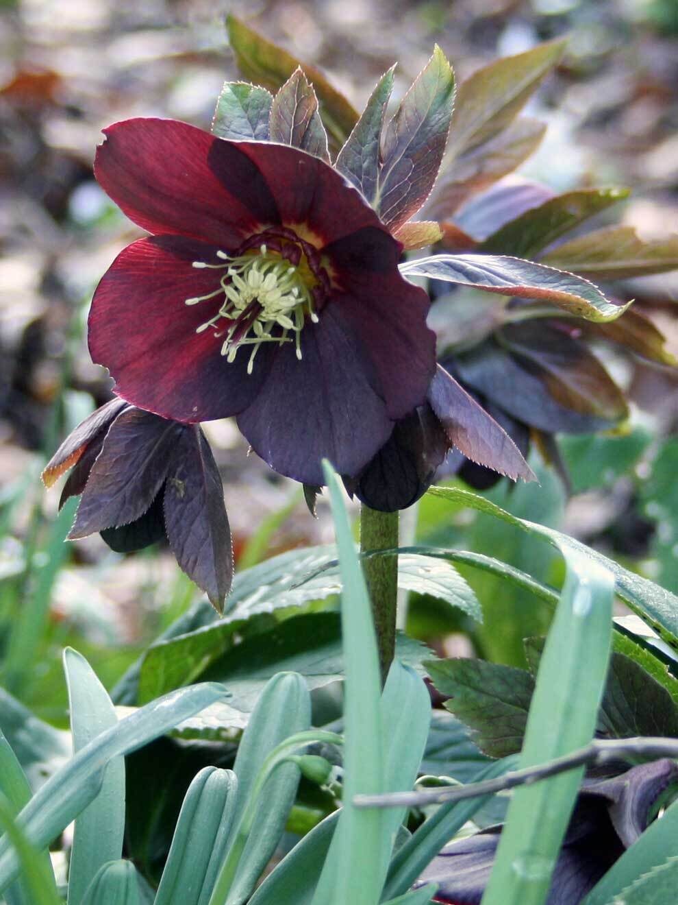 Helleborus Hybride
