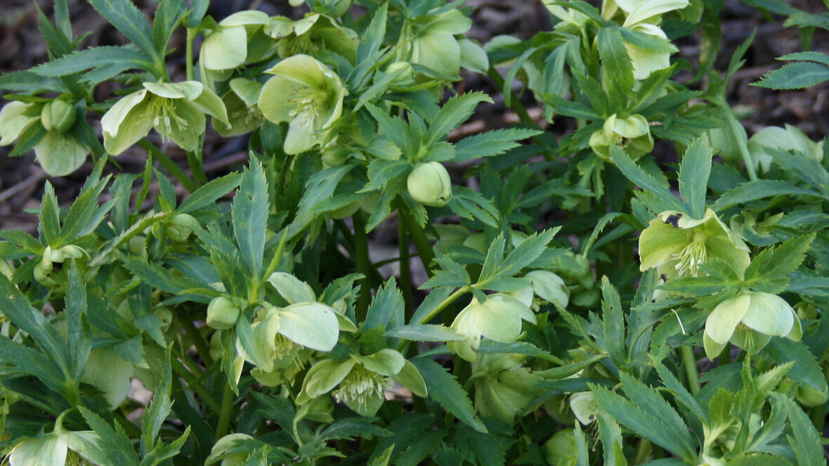 Nieswurz (Helleborus bocconei)