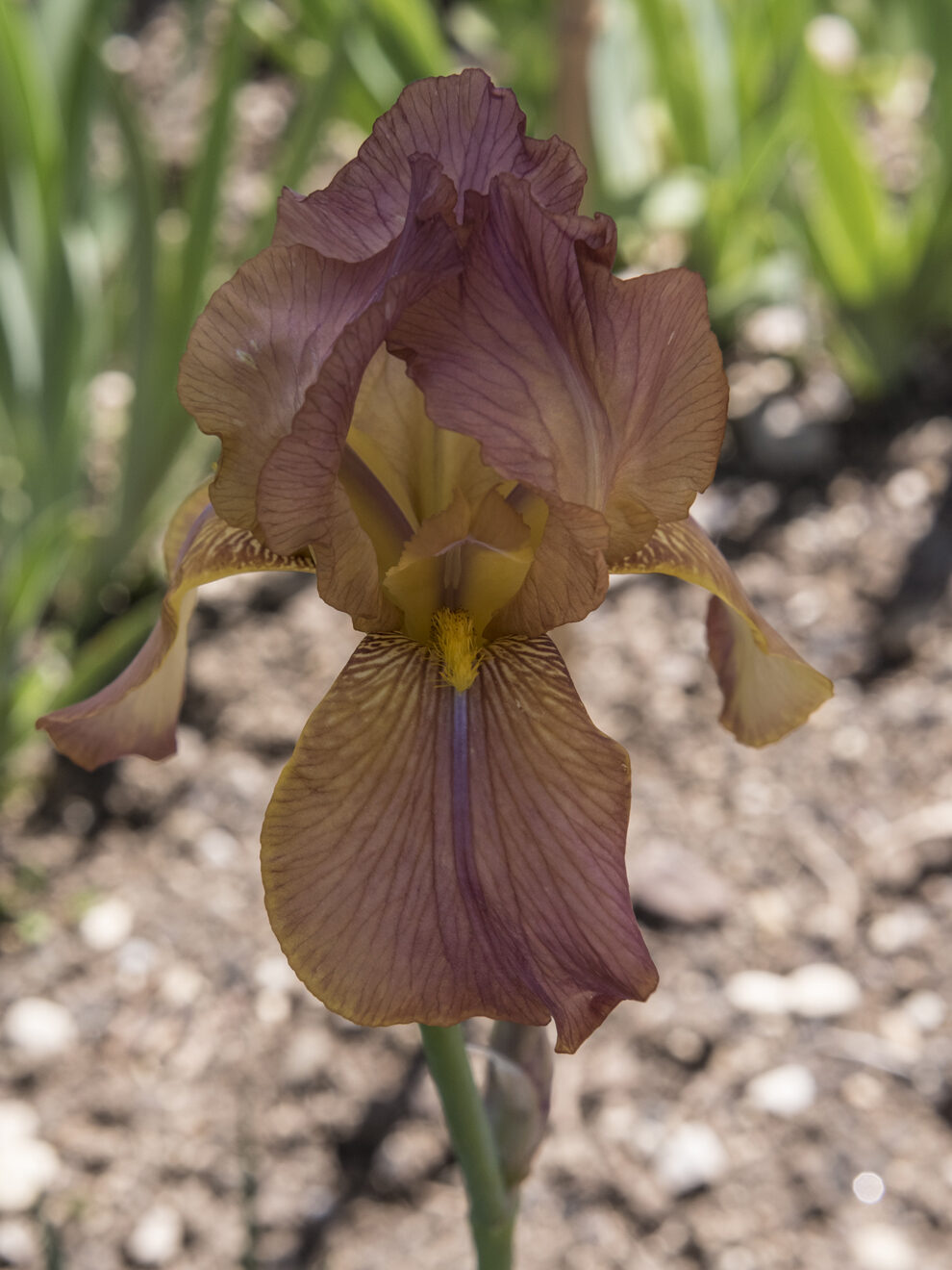 Iris 'Little Valse' (Zeppelin 1948)
