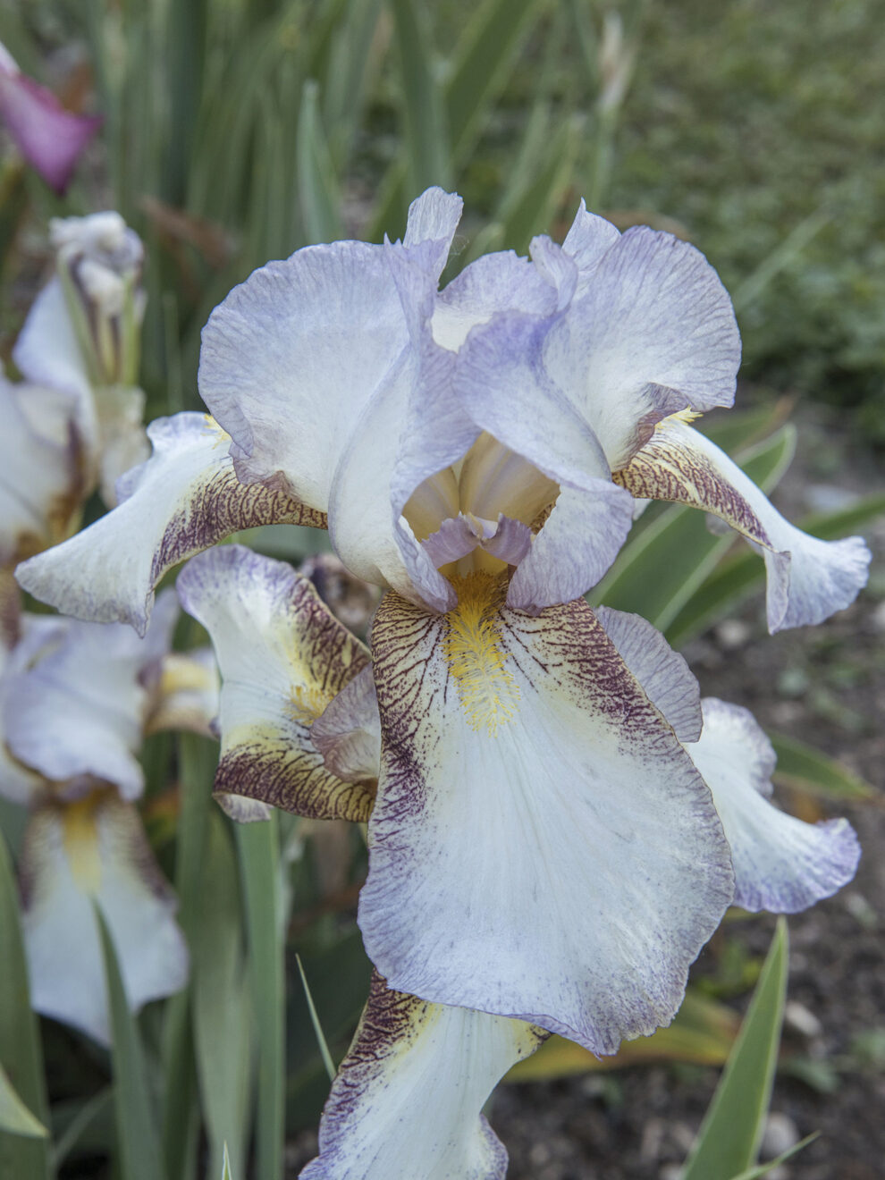 Iris 'Ravel' (Zeppelin 1950)