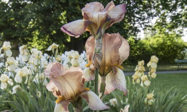 Neue (alte) Iris für die Enzyklopädie