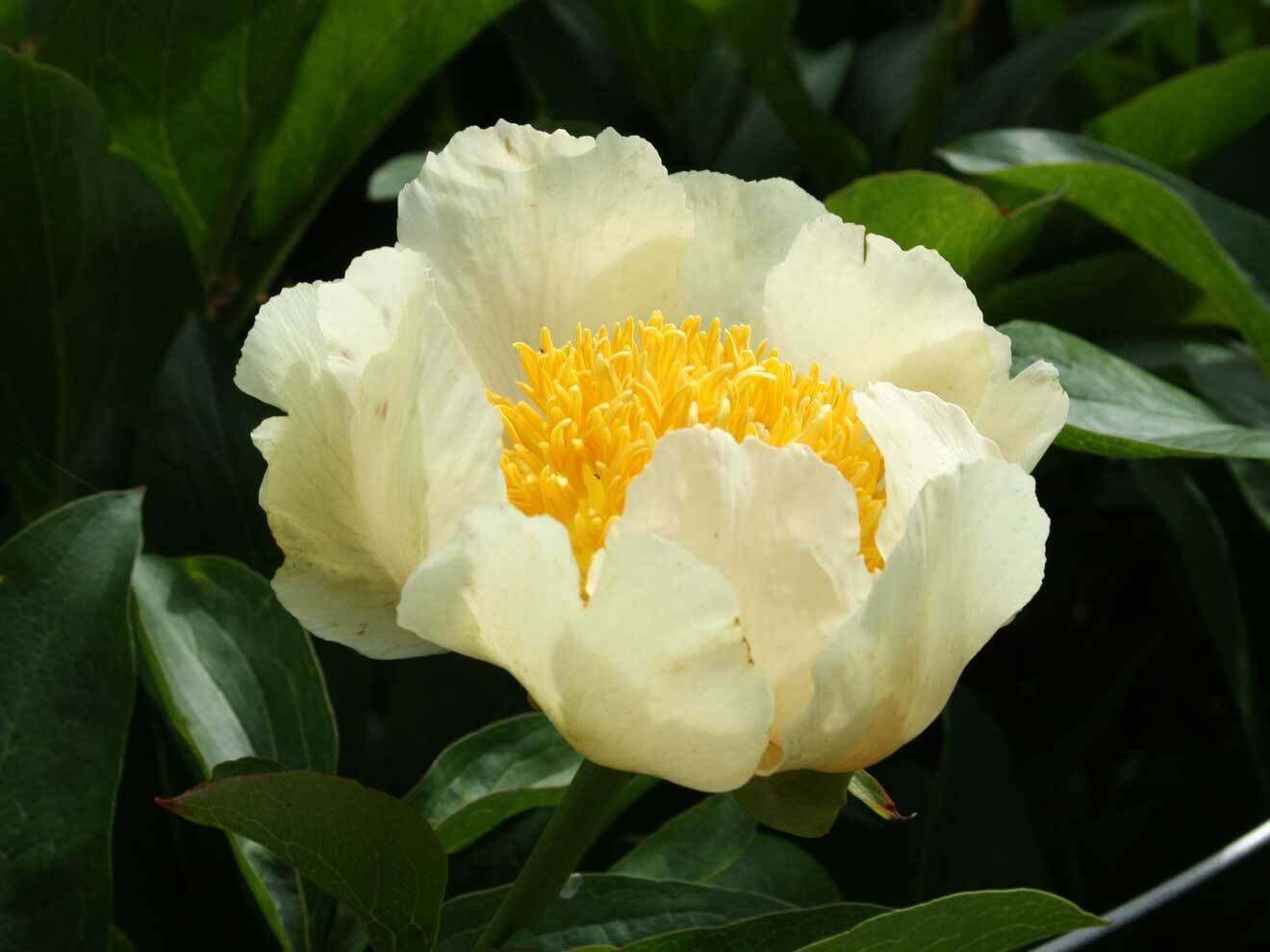 Pfingstrose (Paeonia 'Claire de Lune')