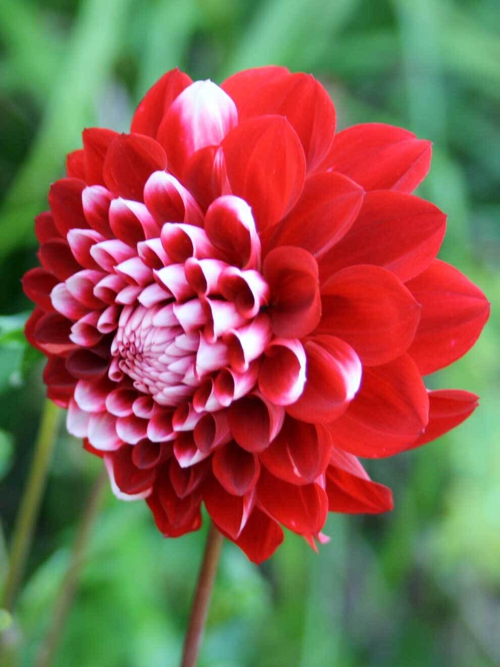 Dahlia 'Zakuro Hime'