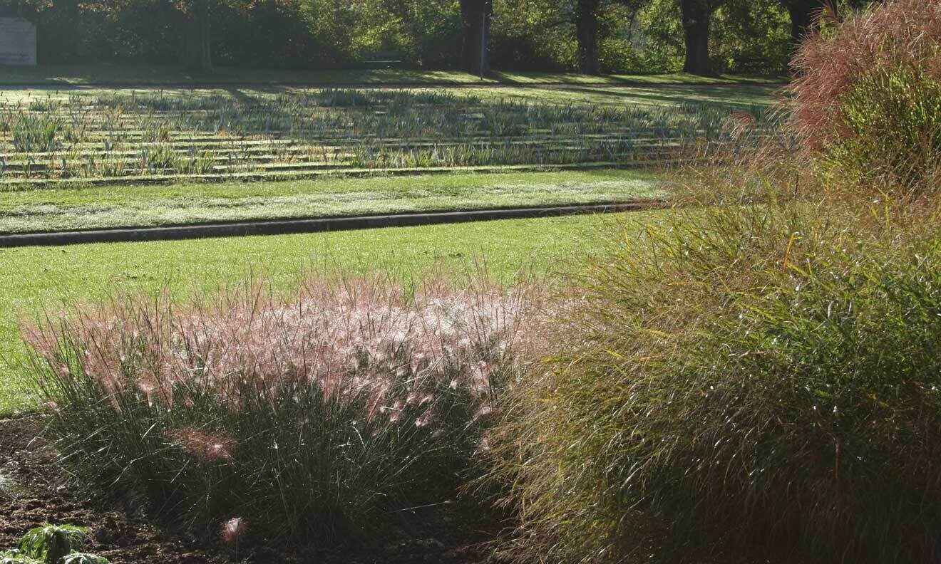Gräser im Morgenlicht (Muhlenbergia, Panicum, Miscanthus)
