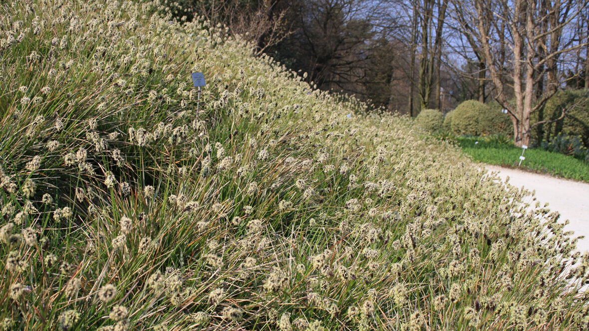 Kalk-Blaugras (Sesleria albicans)