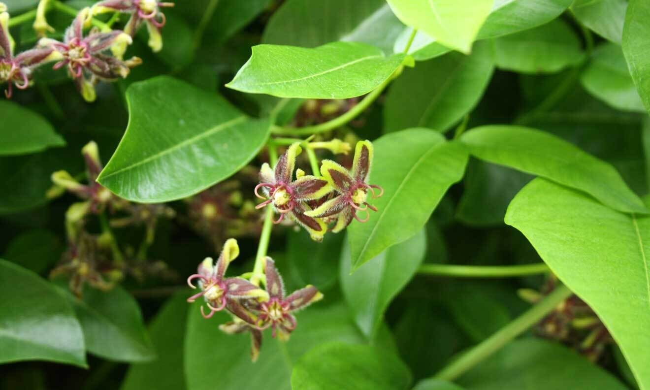Seidenrebe (Periploca graeca)