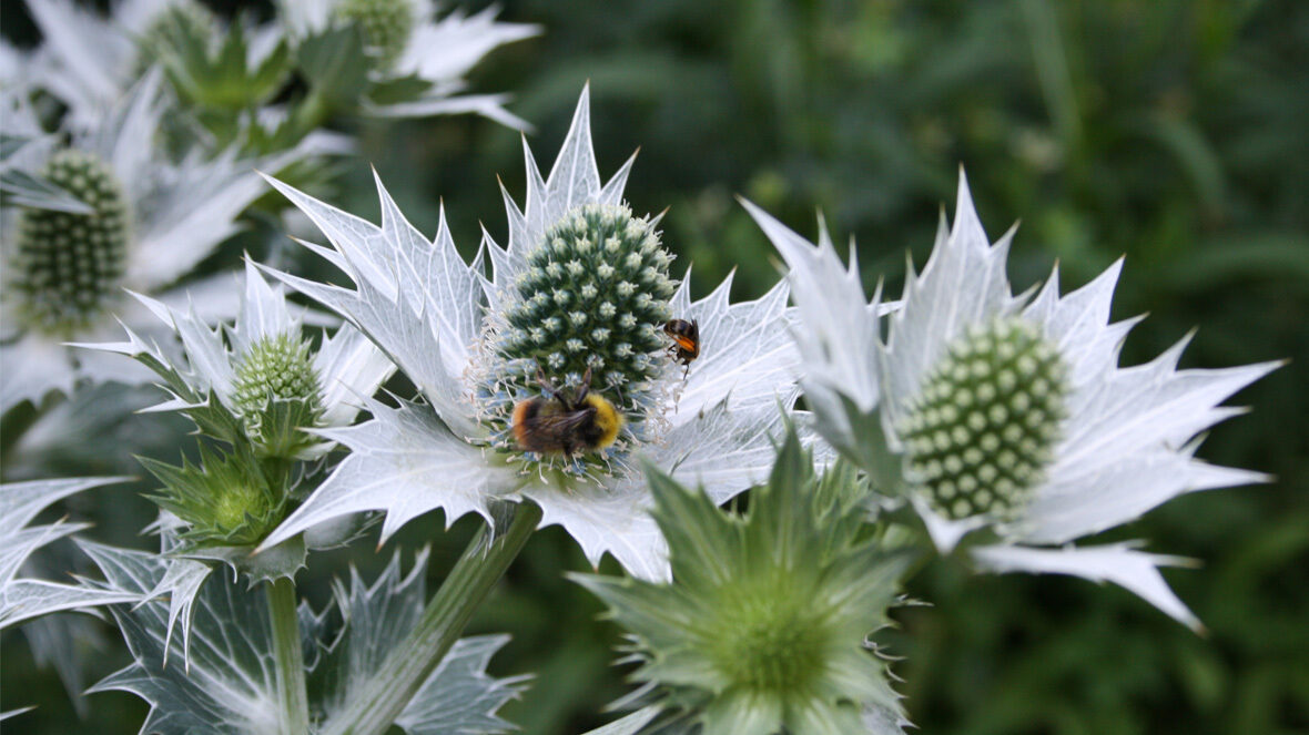 Riesendistel (Eryngium giganteum)