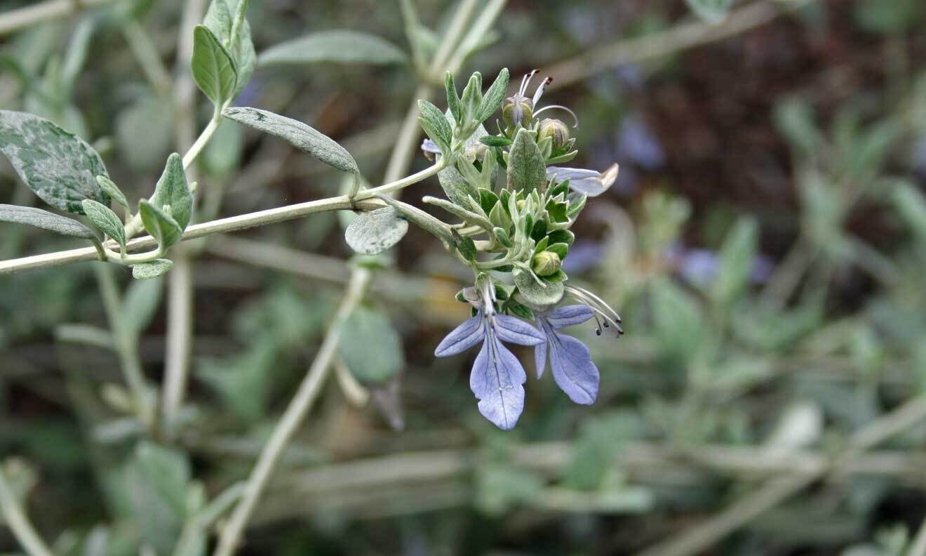 Teucrium fruticans