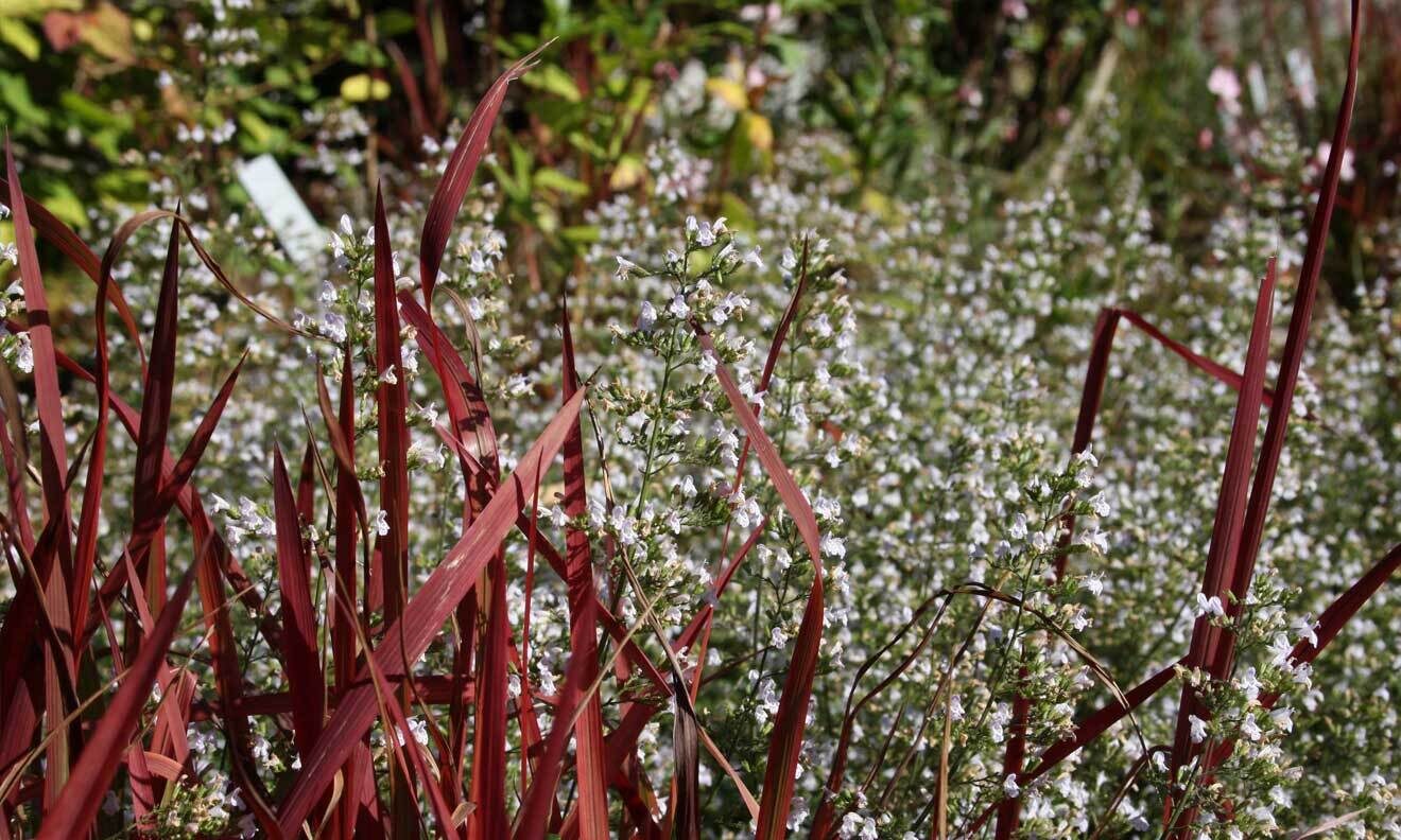 Steinquendel (Calamintha nepeta 'Triumphator') und Blutgras (Imperata cylindrica 'Rubra')