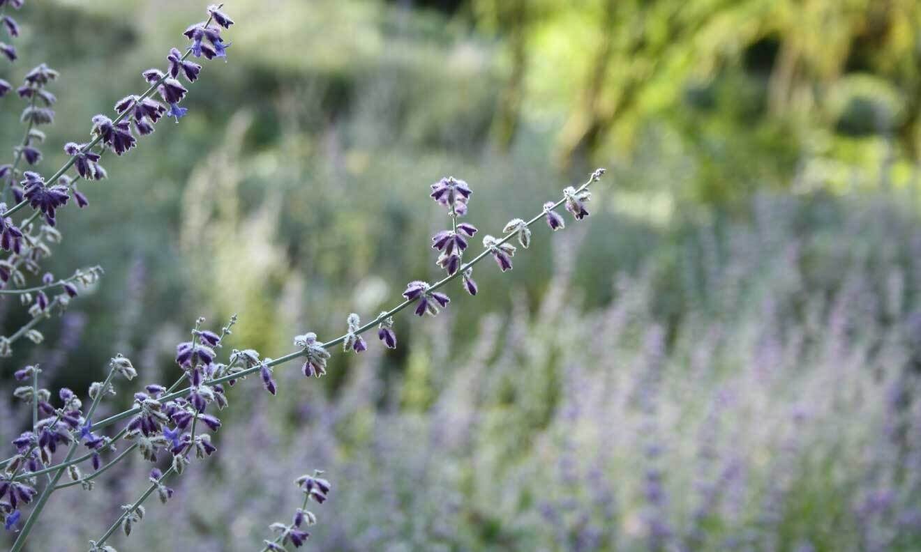 Silber Perovskie (Perovskia atriplicifolia)