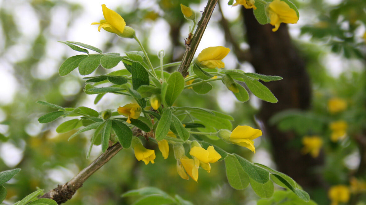 Erbsenstrauch (Caragana arborescens)