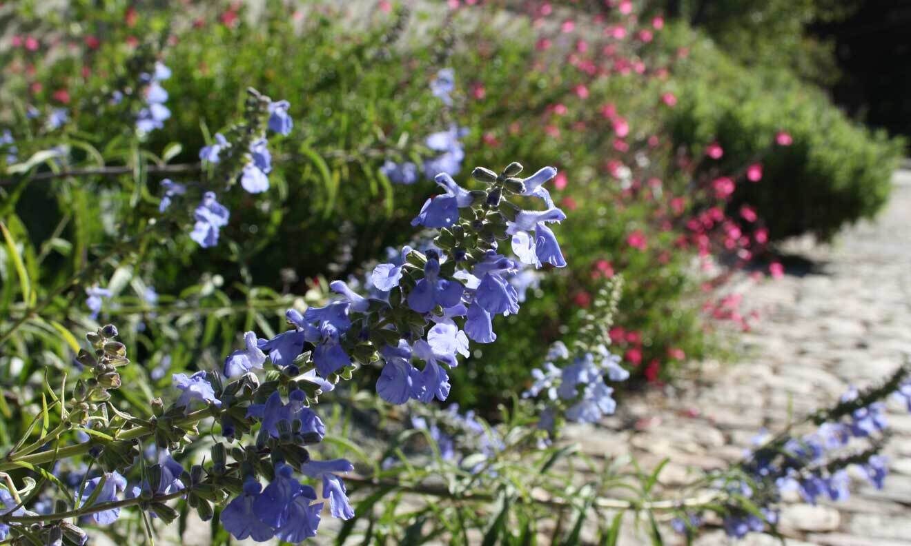Himmelblauer Salbei (Salvia azurea), im Hintergrund Herbst-Salbei (Salvia greggii)
